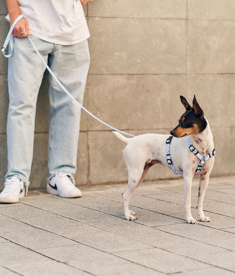 Arnés PET Reciclado Diseño Vichy Azul, Juno-5