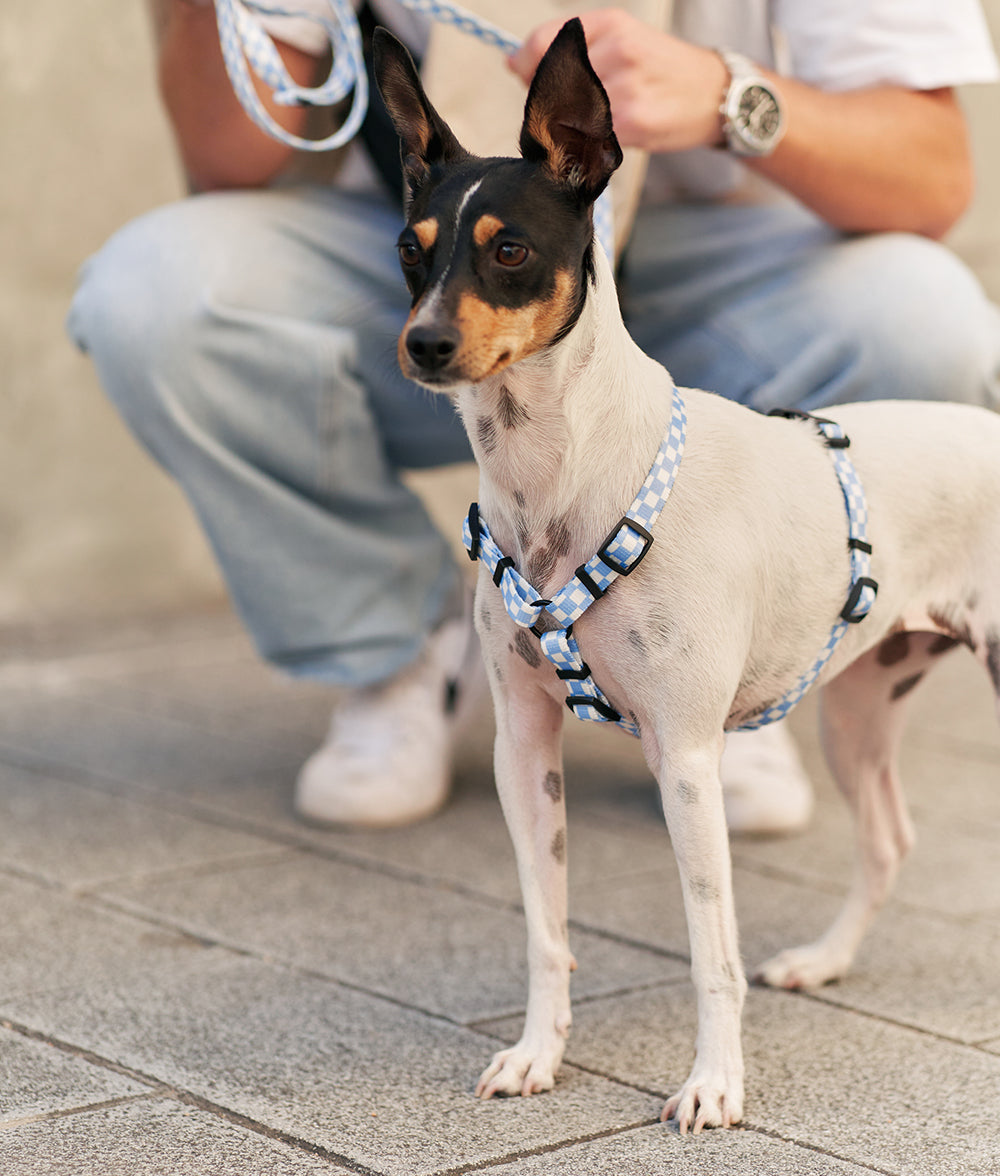 Arnés PET Reciclado Diseño Vichy Azul, Juno-2