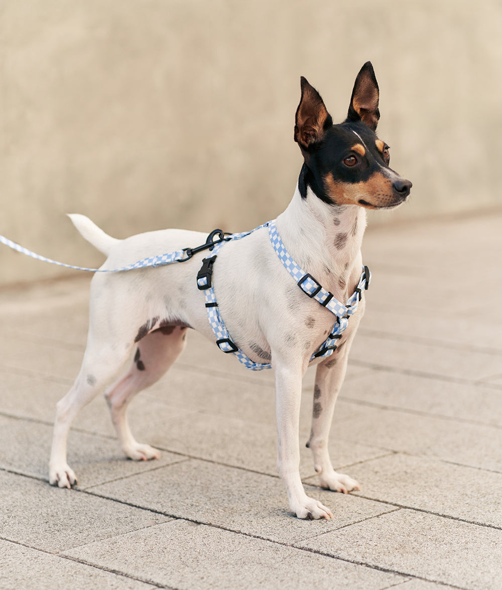 Arnés PET Reciclado Diseño Vichy Azul, Juno-4