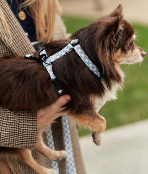 Arnés PET Reciclado Diseño Vichy Azul, Juno-1