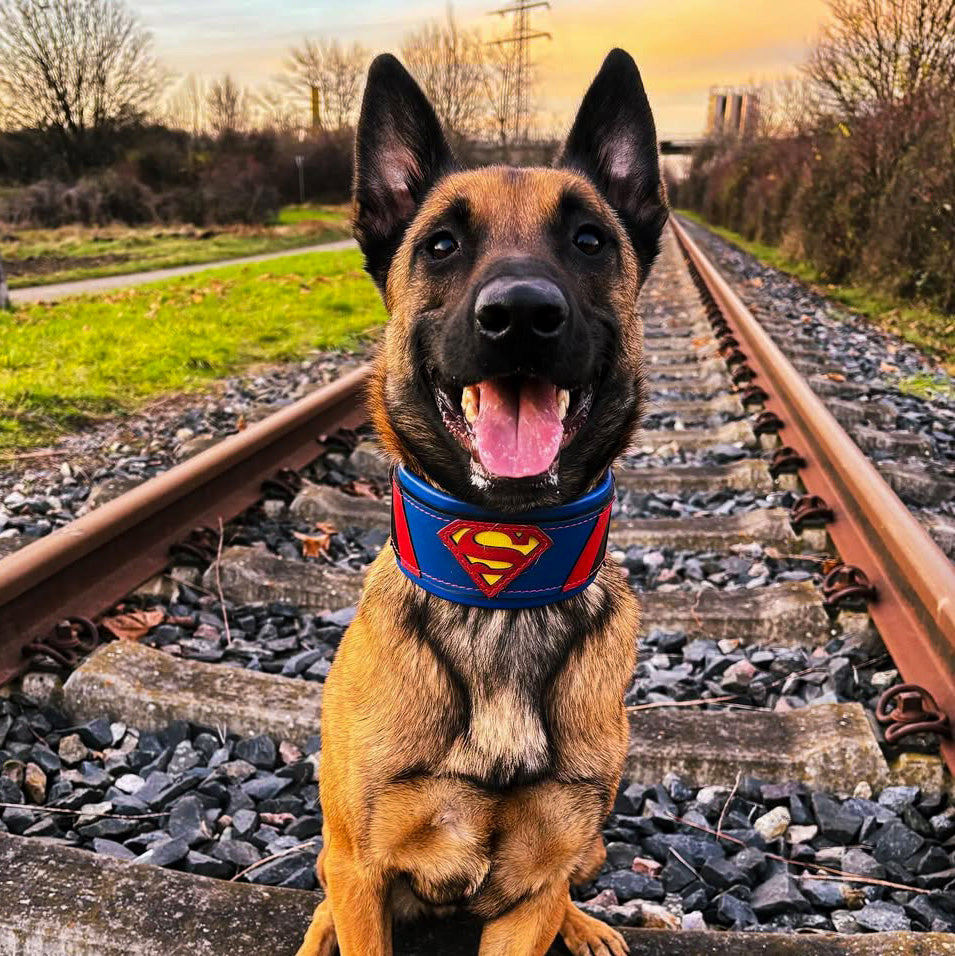 Superdog Collar-2